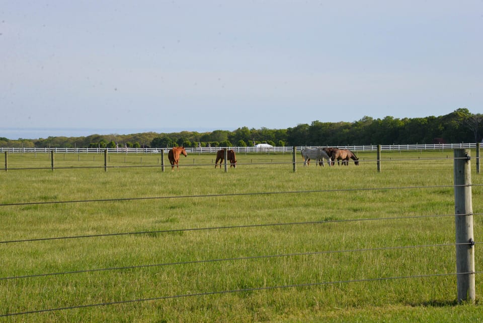 Horses are our neighbors -April thru Late October