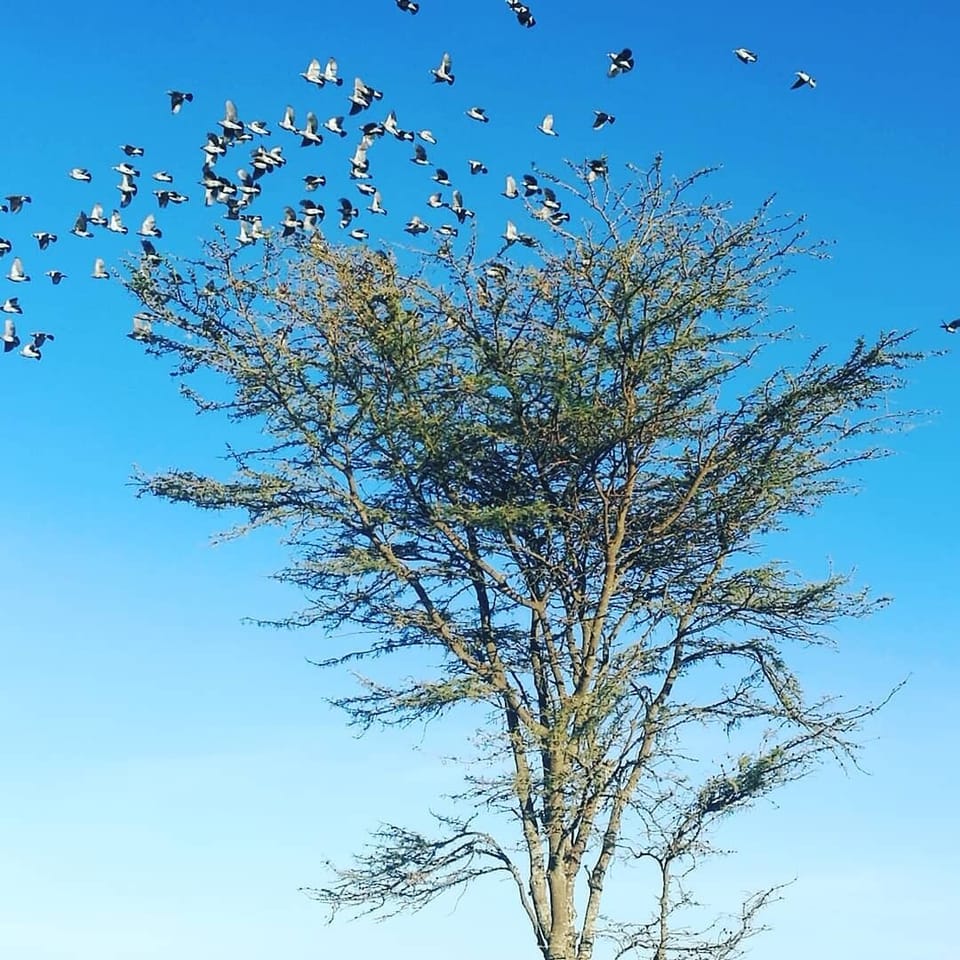 various beautiful birds across Savannah!!