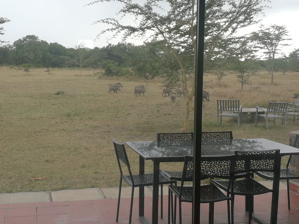 clear large window to enable you see roaming different wilds.