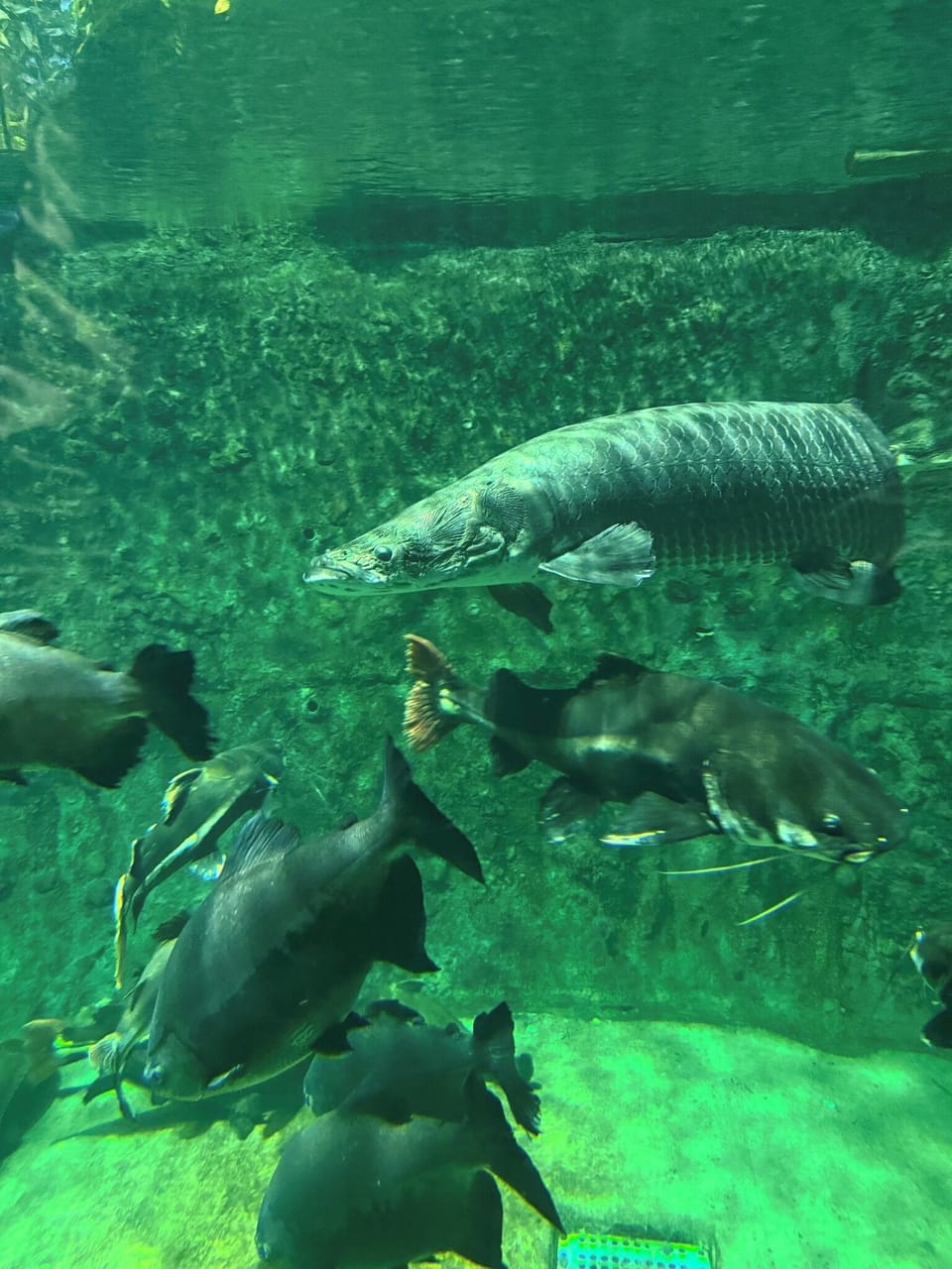 Amazon Sea, just a few minutes walk from Toba Aquarium