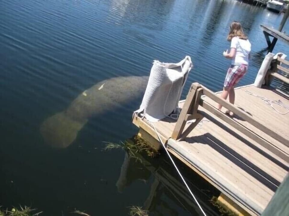 You may be lucky enough to see manatee or dolphins right off of the dock!🧜🏻‍♀️🐬