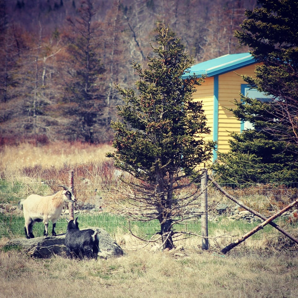 Neighbours