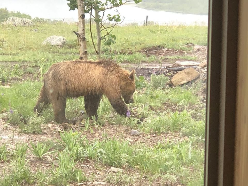 Small Grizzly that occasional comes to visit.  We call him little Cinnamon bear.