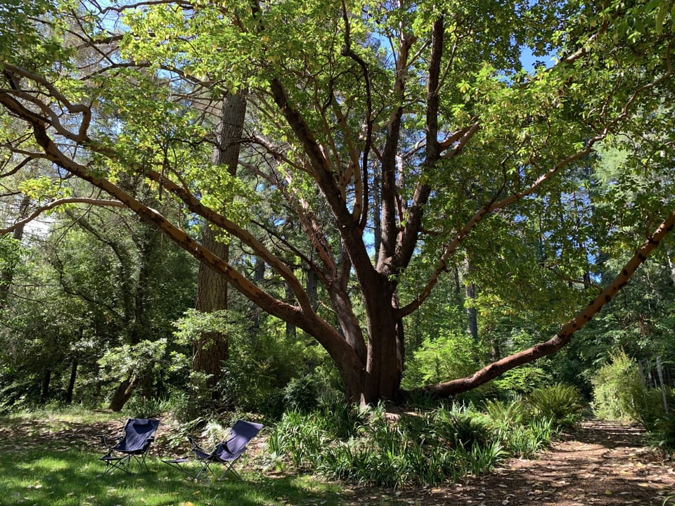 Sit under the shade of this majesty madrone. 