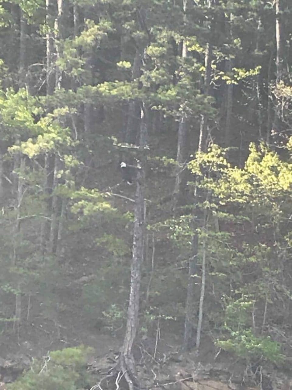 Picture of a Eagle in the tree.