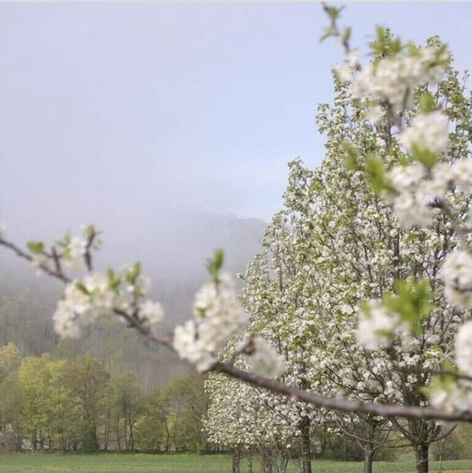 Pear and apple blossoms in May