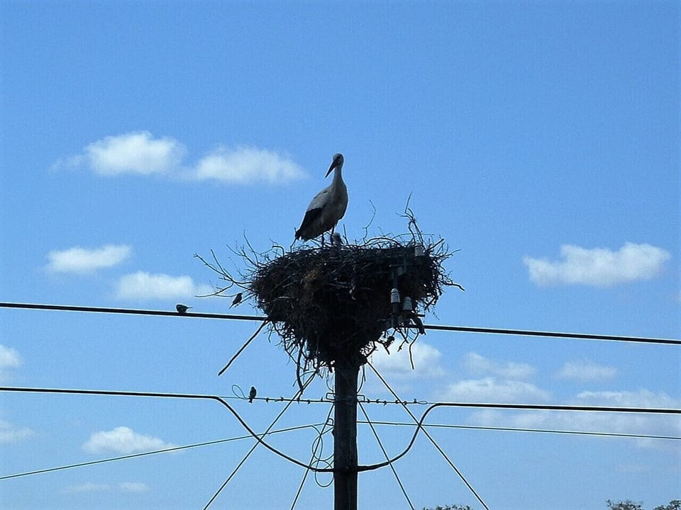 Meet one of our neighbours. Vale da Cegonha means 'valley of the stork'