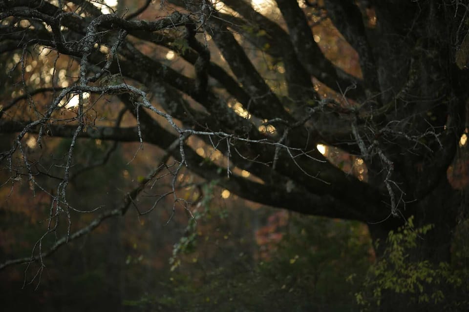 Old Growth Oaks & Pines Everywhere On Property