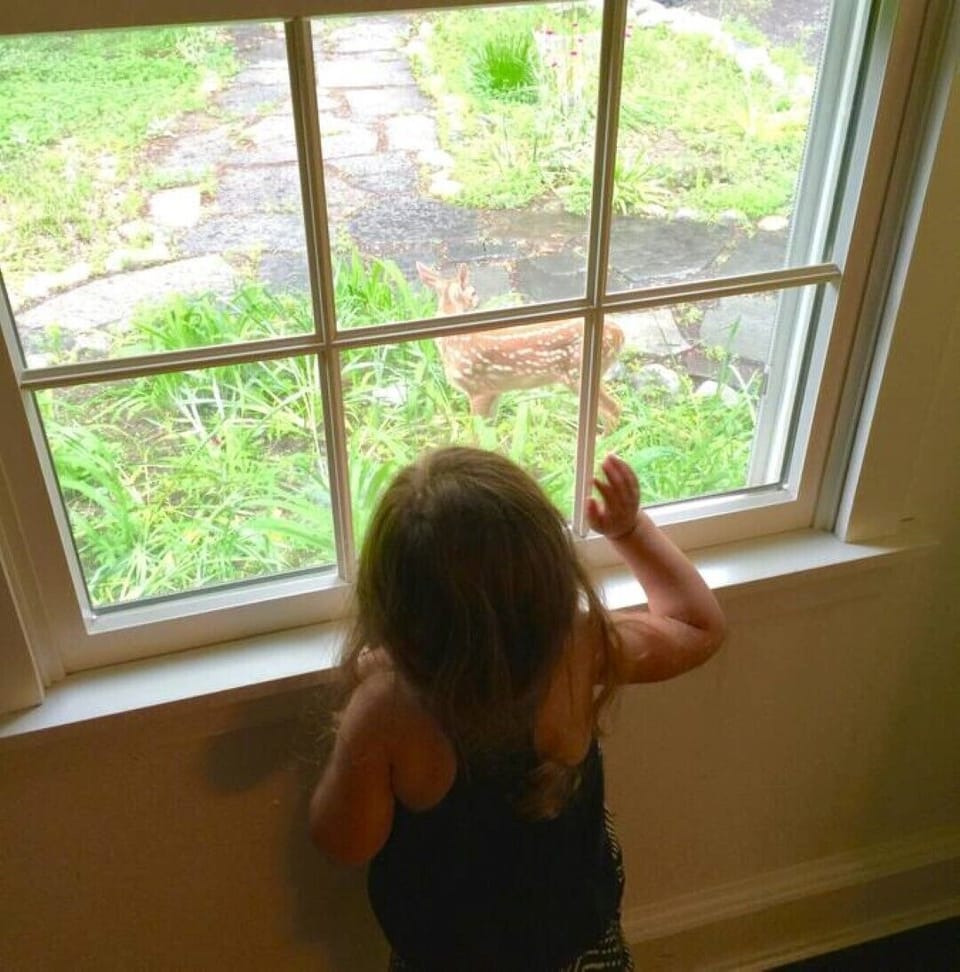 Deer come by often to say hello