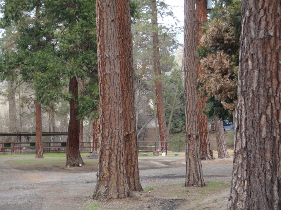 Back yard 