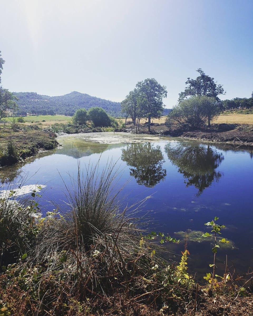 pasture pond