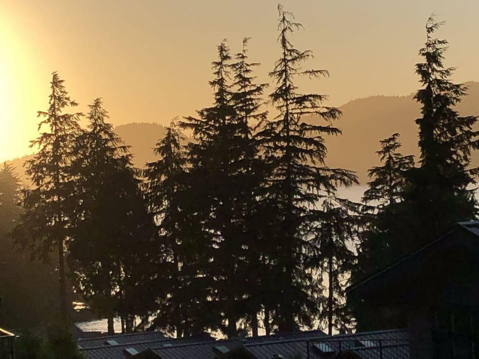 Sunsets through the trees