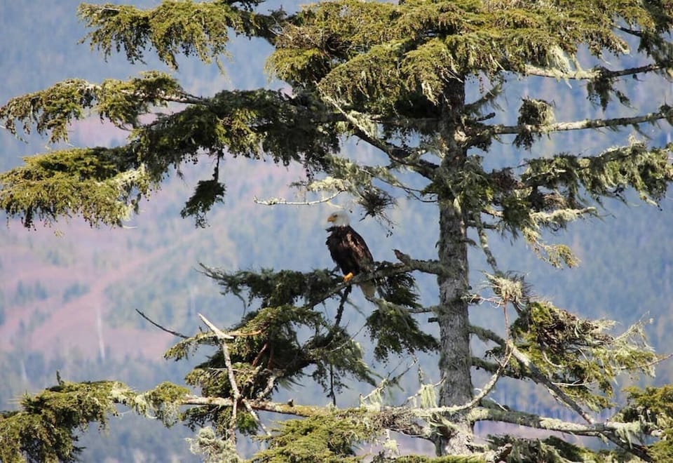 Eagle in tree