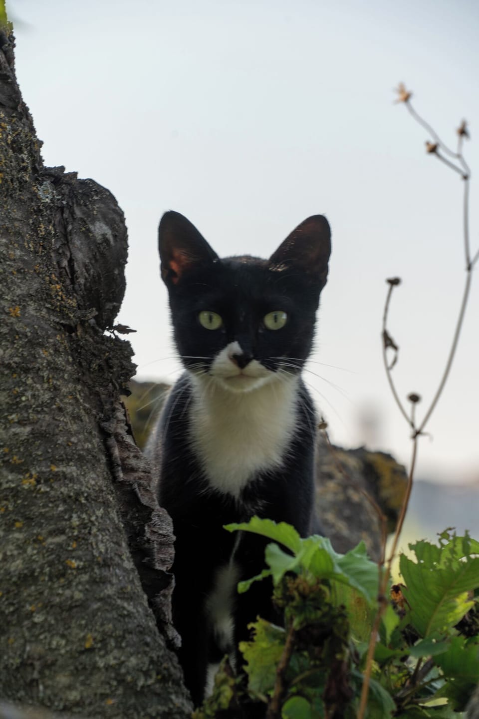 Peggy, la gattina del vicino.