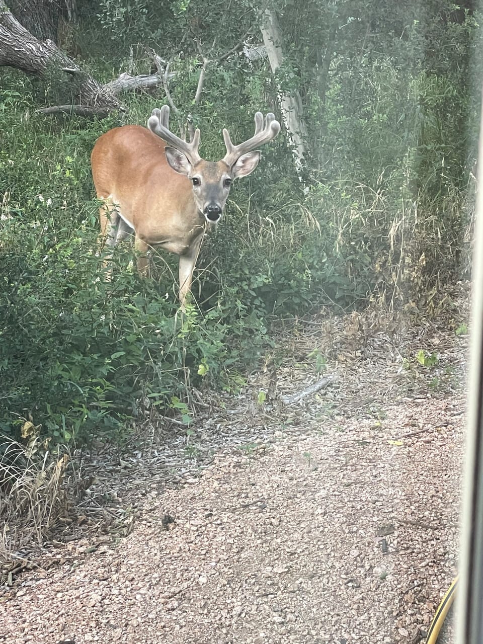 Little buck