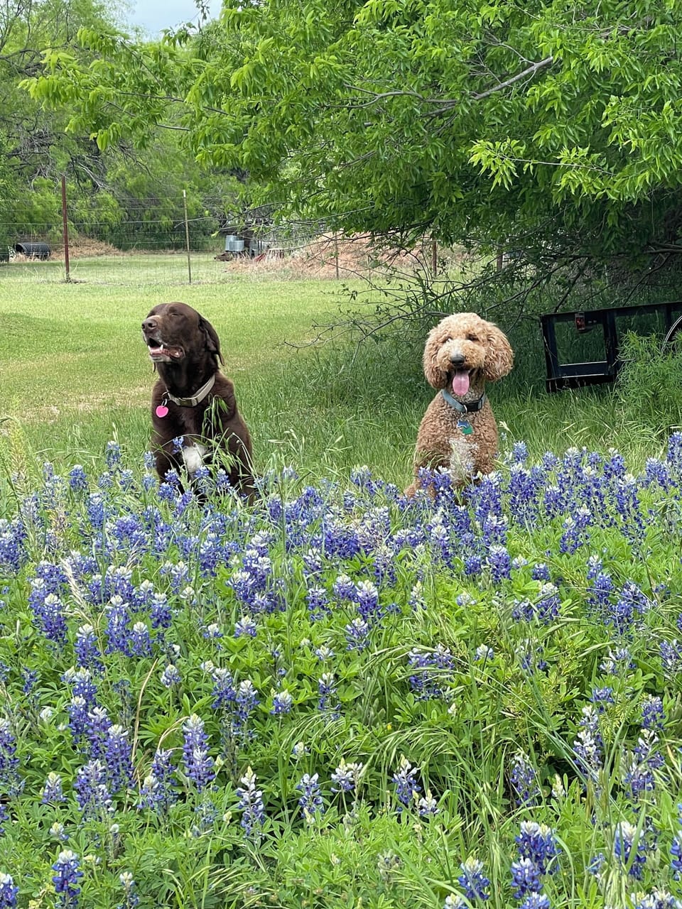 Four legged friends are welcome! 