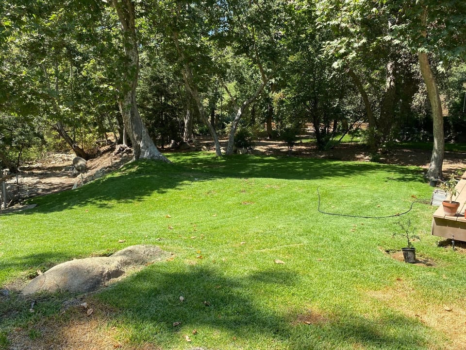 Backyard (summer2020)
