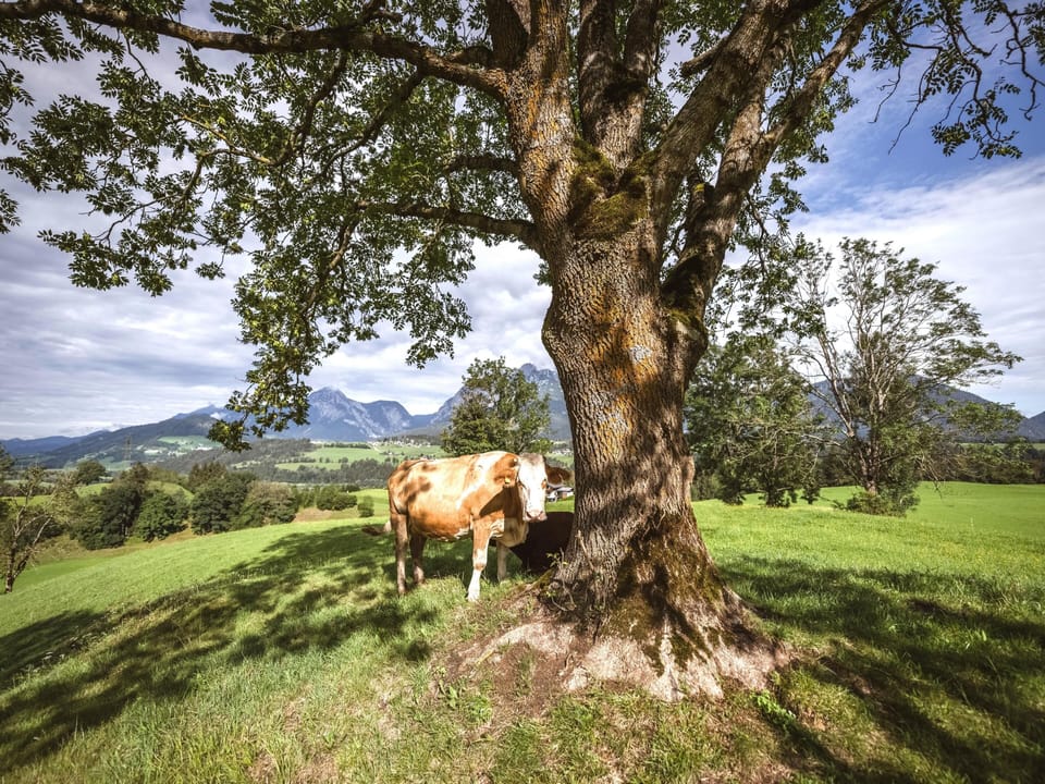 Immediate Surroundings [summer] (<1 km)