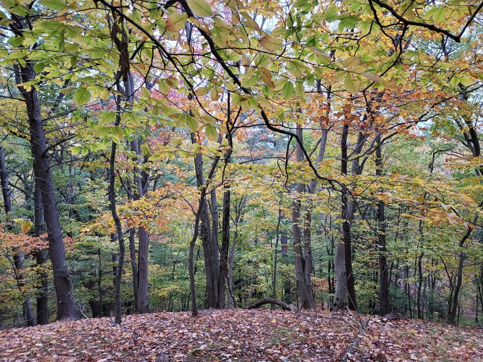 Fall leaves on a hike right down the road.