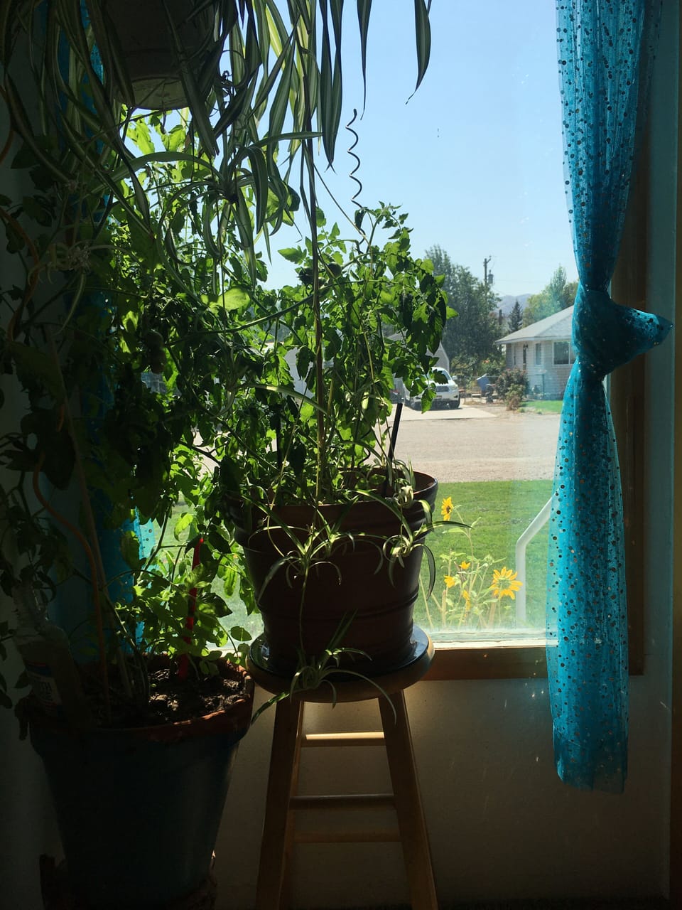 Looking out front window 2  cherry tomatoes plants to snack on