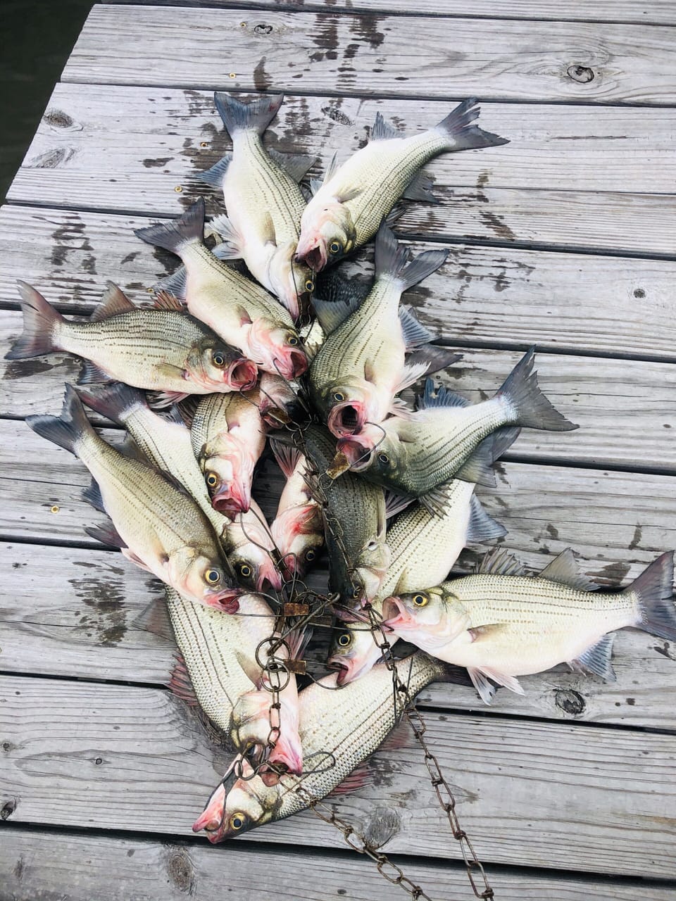 Sandbass love the fishing light! 