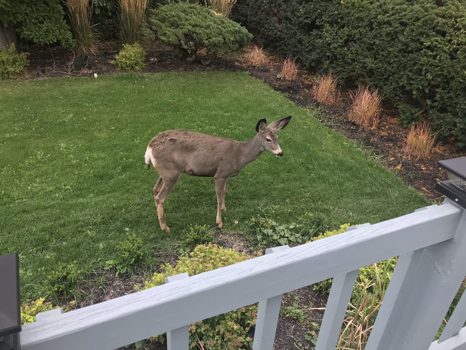 A visitor. 
