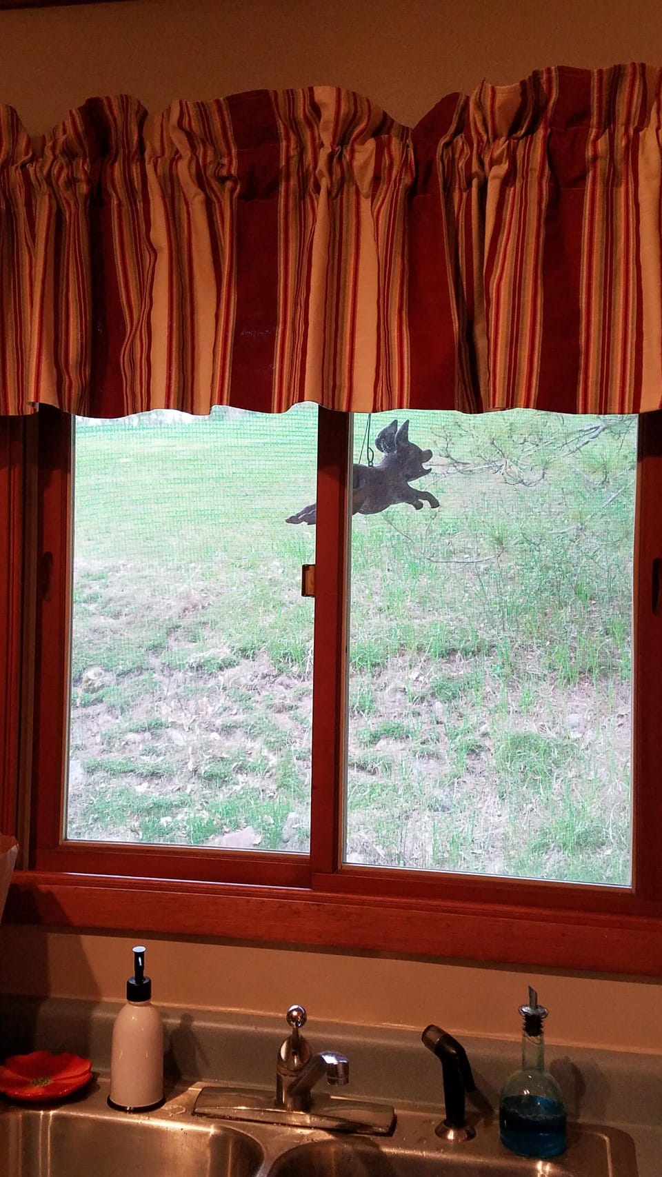 A bird Mama lives in this pig, she booked her stay as well.
