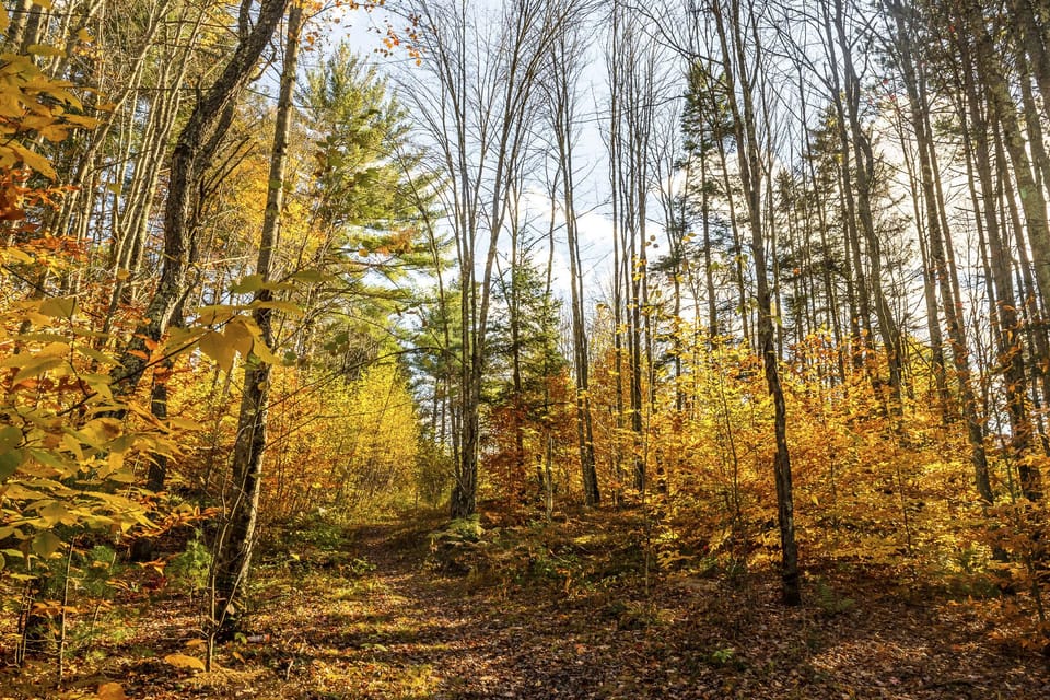 One of the trails on the 5 acres where Mt. Dream sits