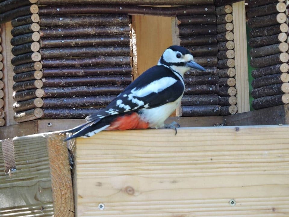 Vogelhaus