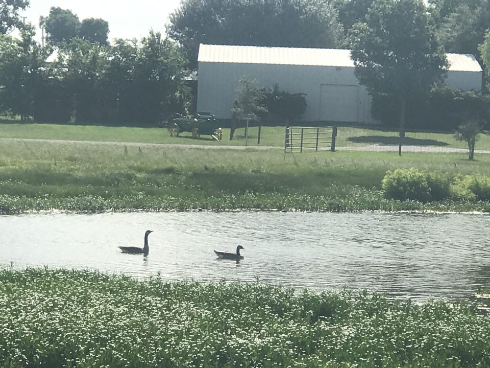 Feed the ducks or go fishing 