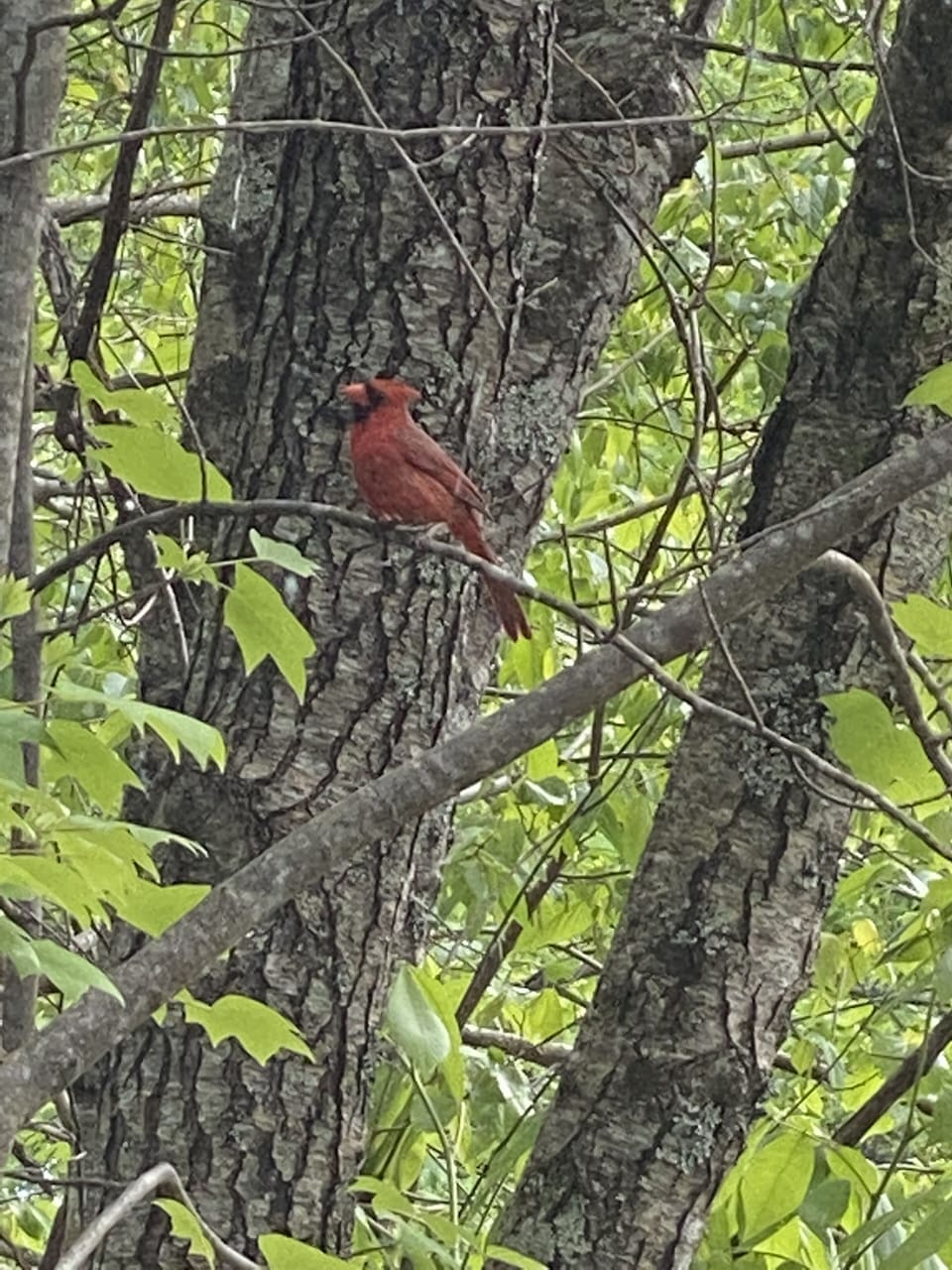 Cardinal From Front Window 