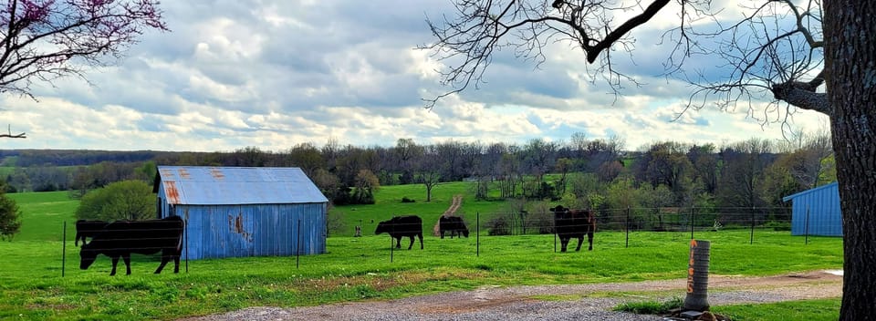 the cows come up every morning and evening