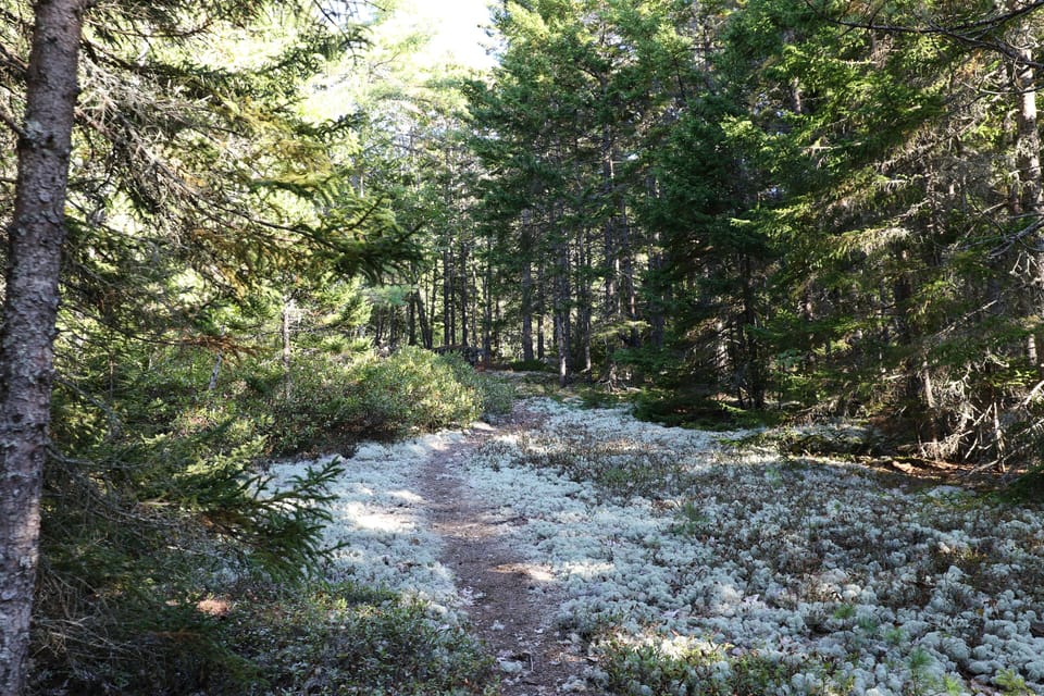 Tranquil path to water