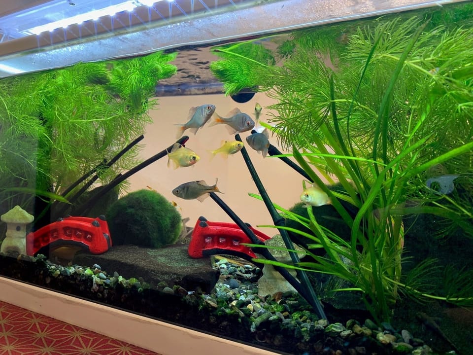 Japanese style layout. Tanago, loach, orange lully shrimp tank. (Inside the building)