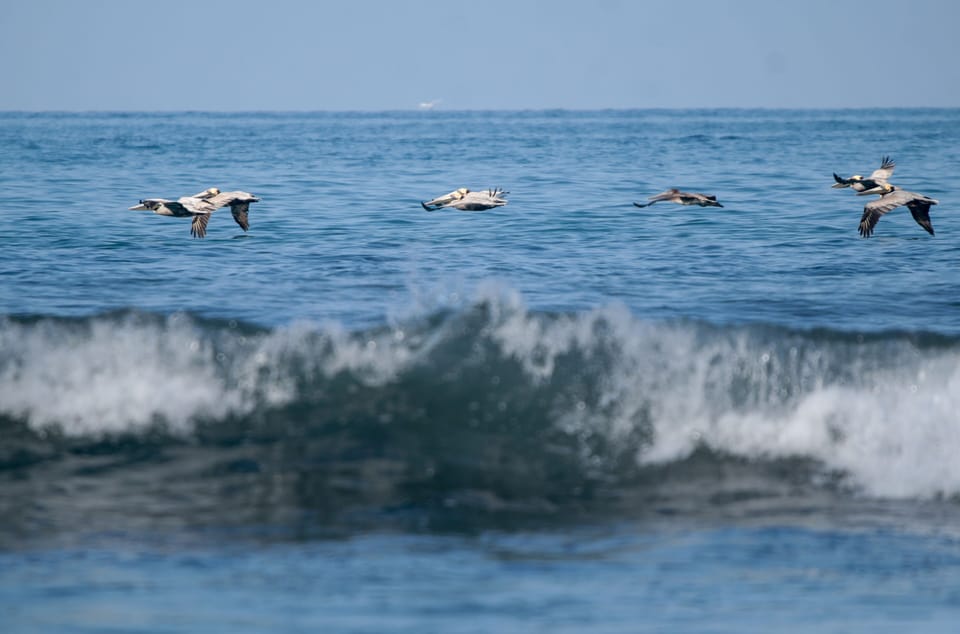 Jaco waves and birds.