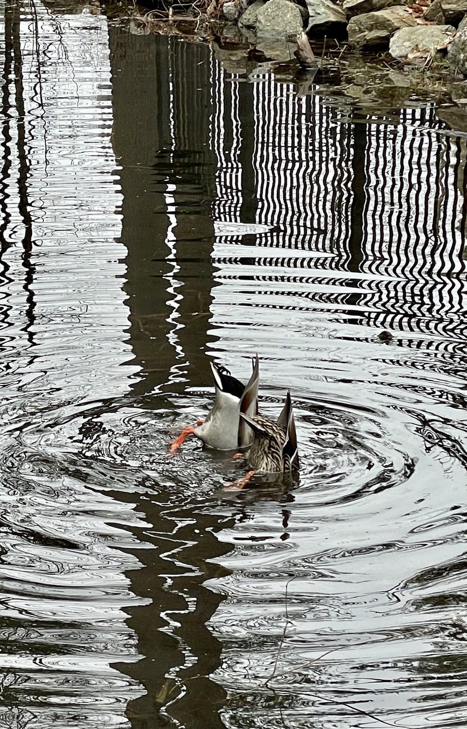 Visitors to our pond