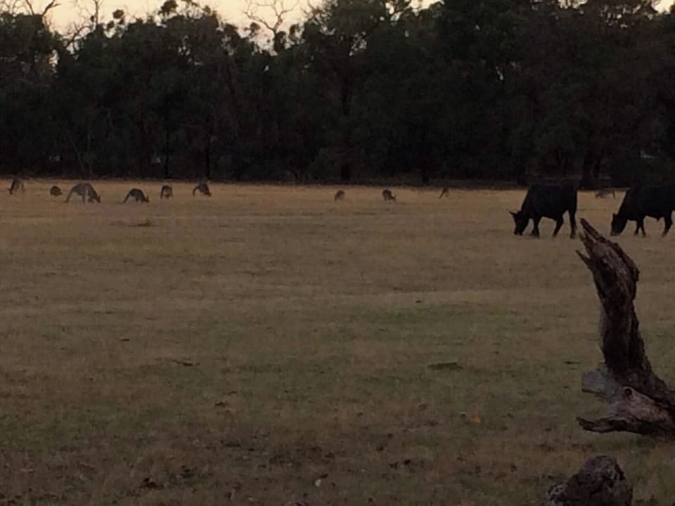 Kangaroos in the back paddock.  Please stay clear of them.