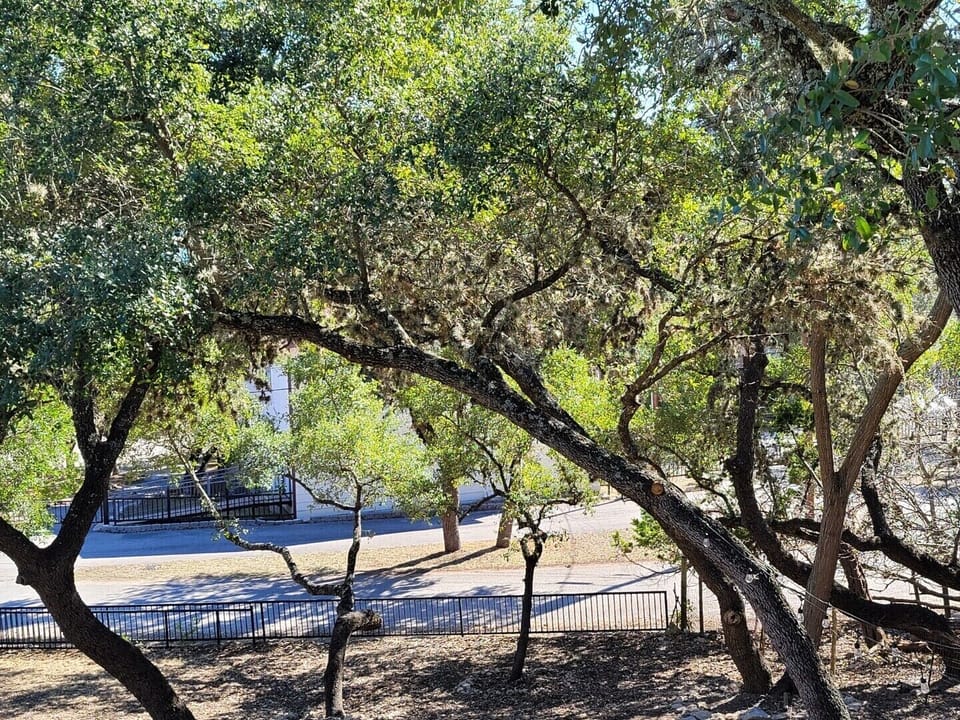 View in front of our lakehouse. Lots of beautiful trees!