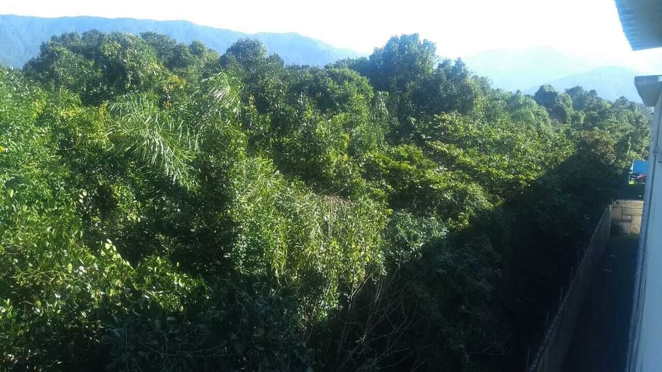 Vista da Mata Atlântica das Janelas
