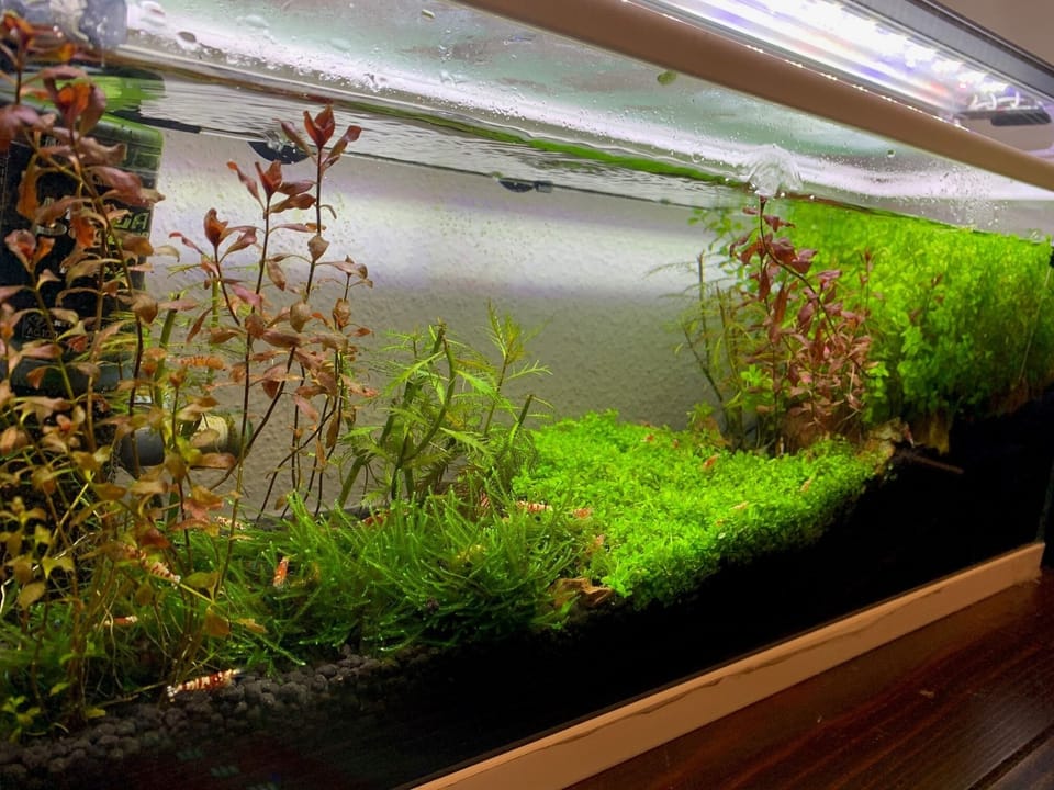 Tiger shrimp tank. (Inside the building)