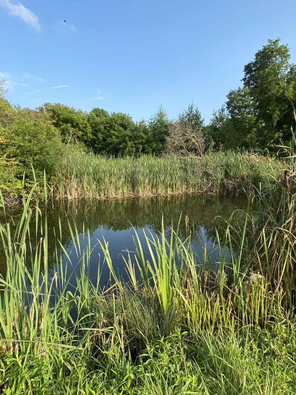 Pond on Grounds