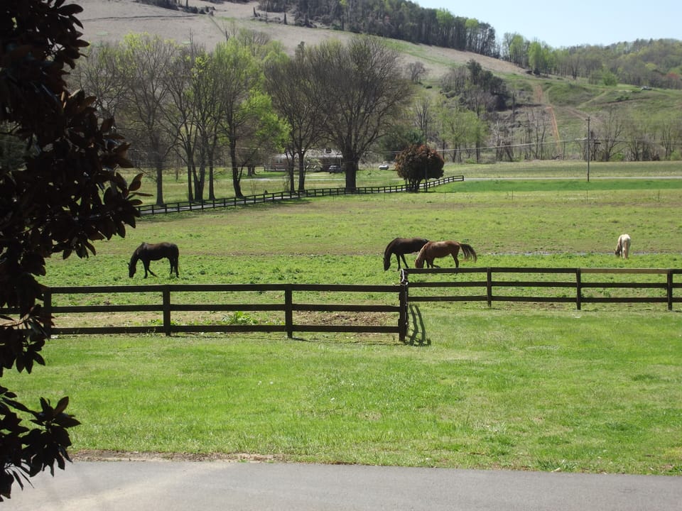 view from porch. 