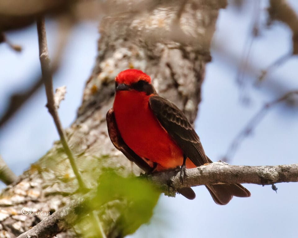 Vermillion flycatcher--spectacular birdwatching