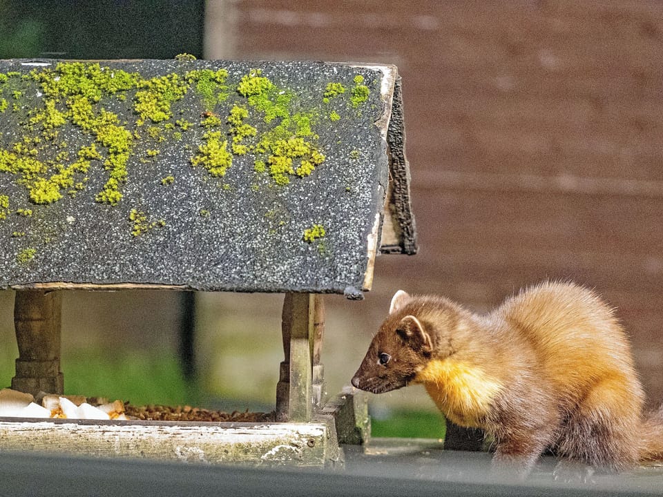 Surrounding area | The Steading, Camas Inas, near Acharacle