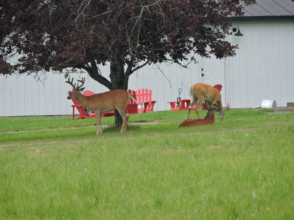 Lounging bucks

