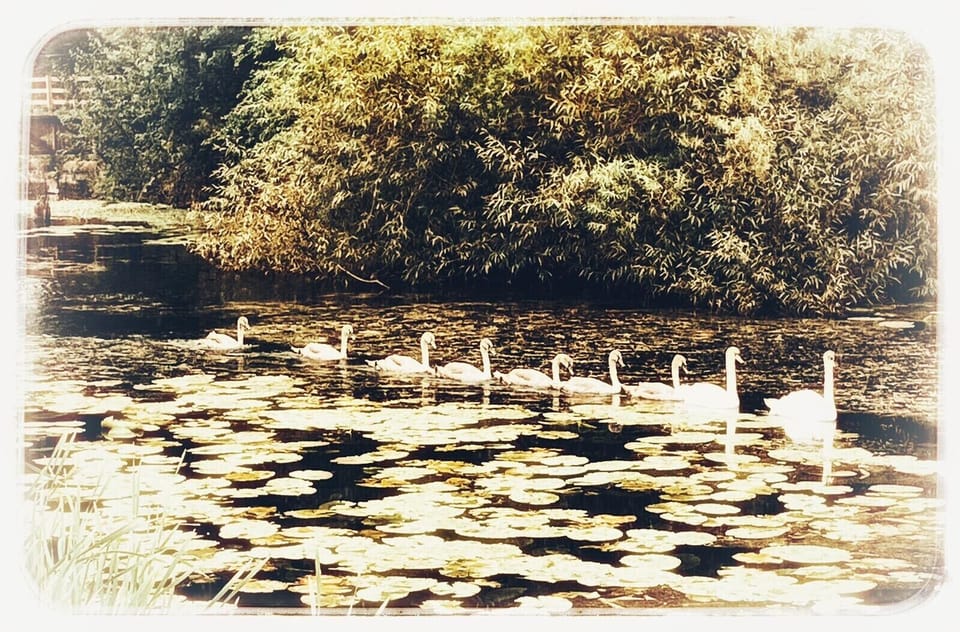 Ulverston canal, a beautiful walk