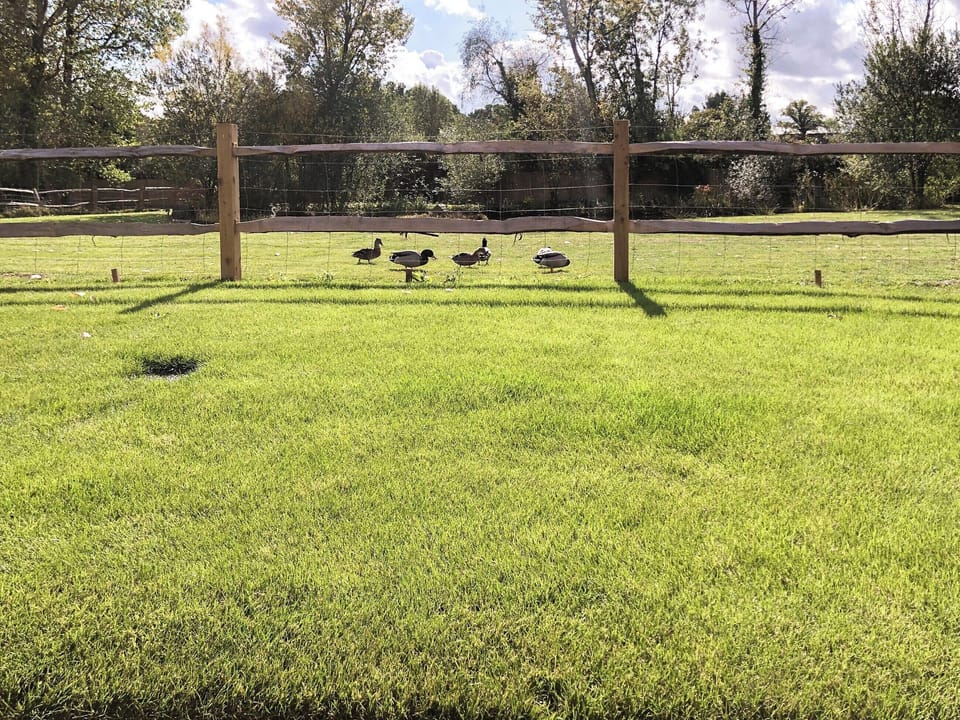 Ducks and a heron around the pond | Well Cottage, Horsham