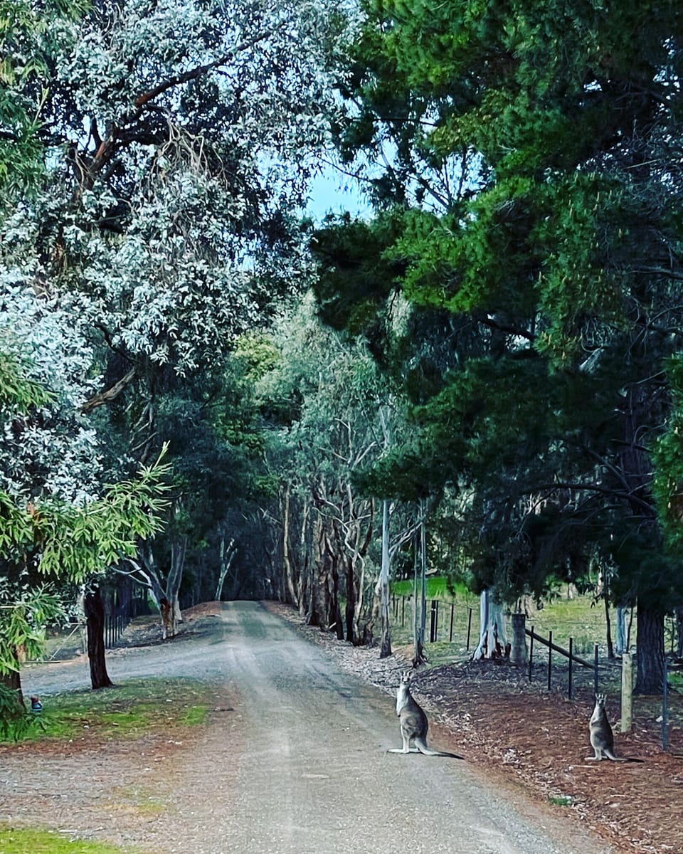 Couple of our Resident Roos
