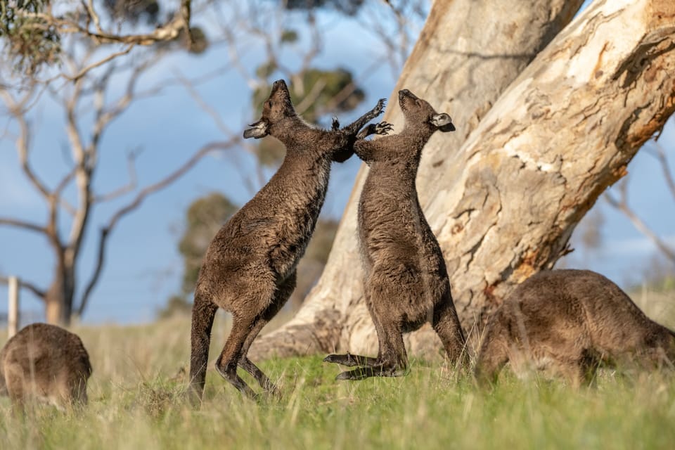 Wildlife on the property )Kangaroo Island kangaroo)