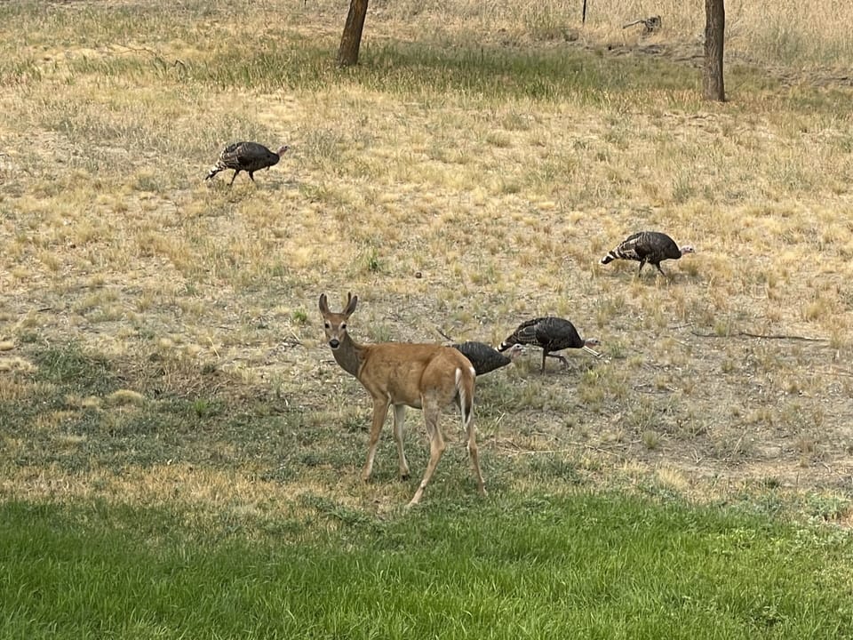 A variety of wildlife frequent the property year-round.